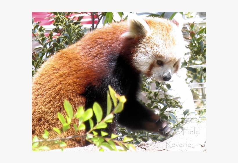 San Diego Zoo Red Panda - Red Panda, transparent png #8620397