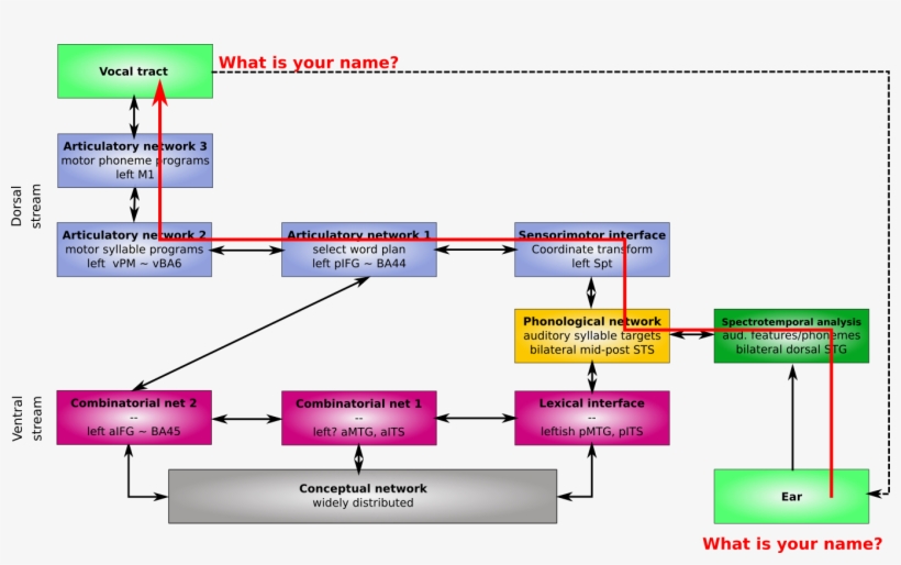 File - T16-dorsalrepetition - Modelo Hickok Y Poeppel, transparent png #8621267