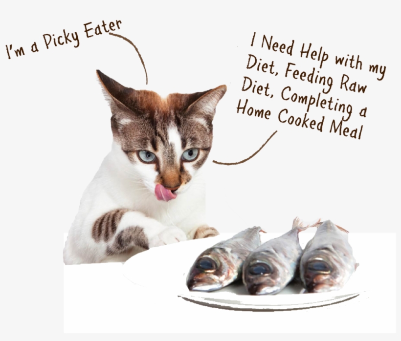 Cat Multivit - Cat Eat Fish, transparent png #8626004