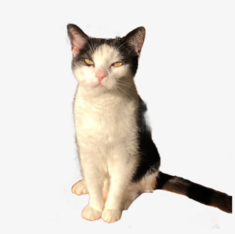 Cat Sticker - Domestic Short-haired Cat, transparent png #8626234