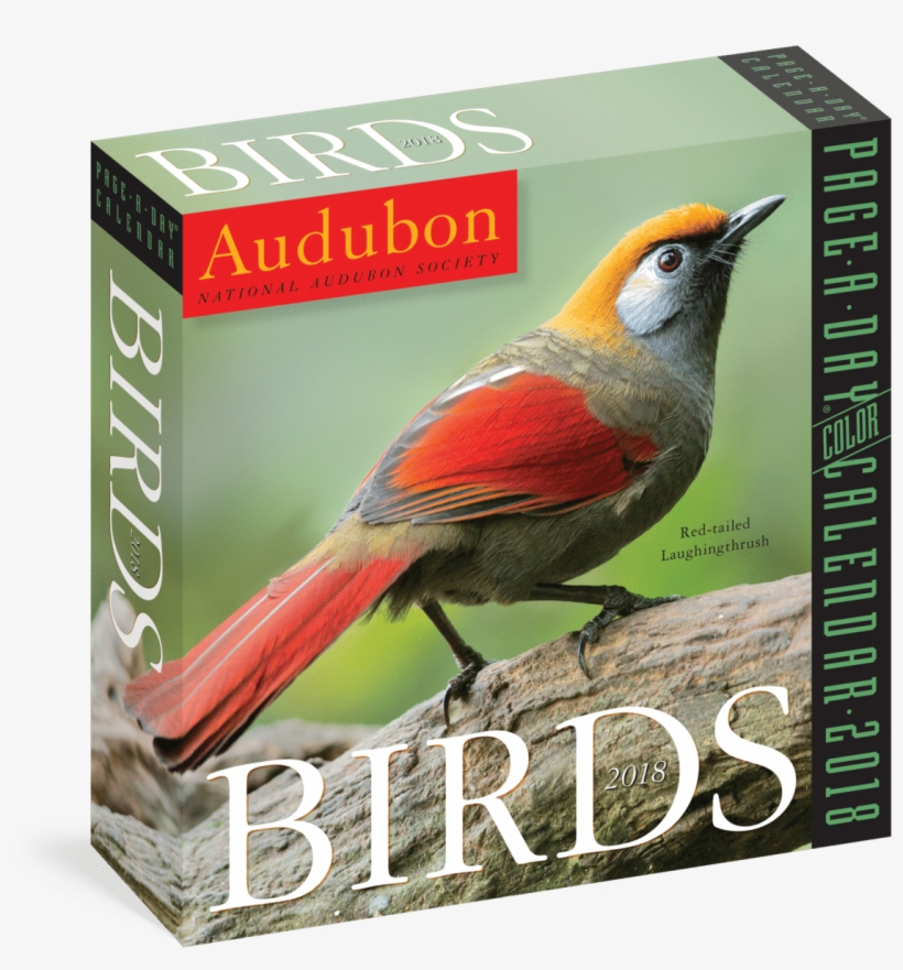 2018 Audubon Page A Day Calendar - Old World Flycatcher, transparent png #8626899