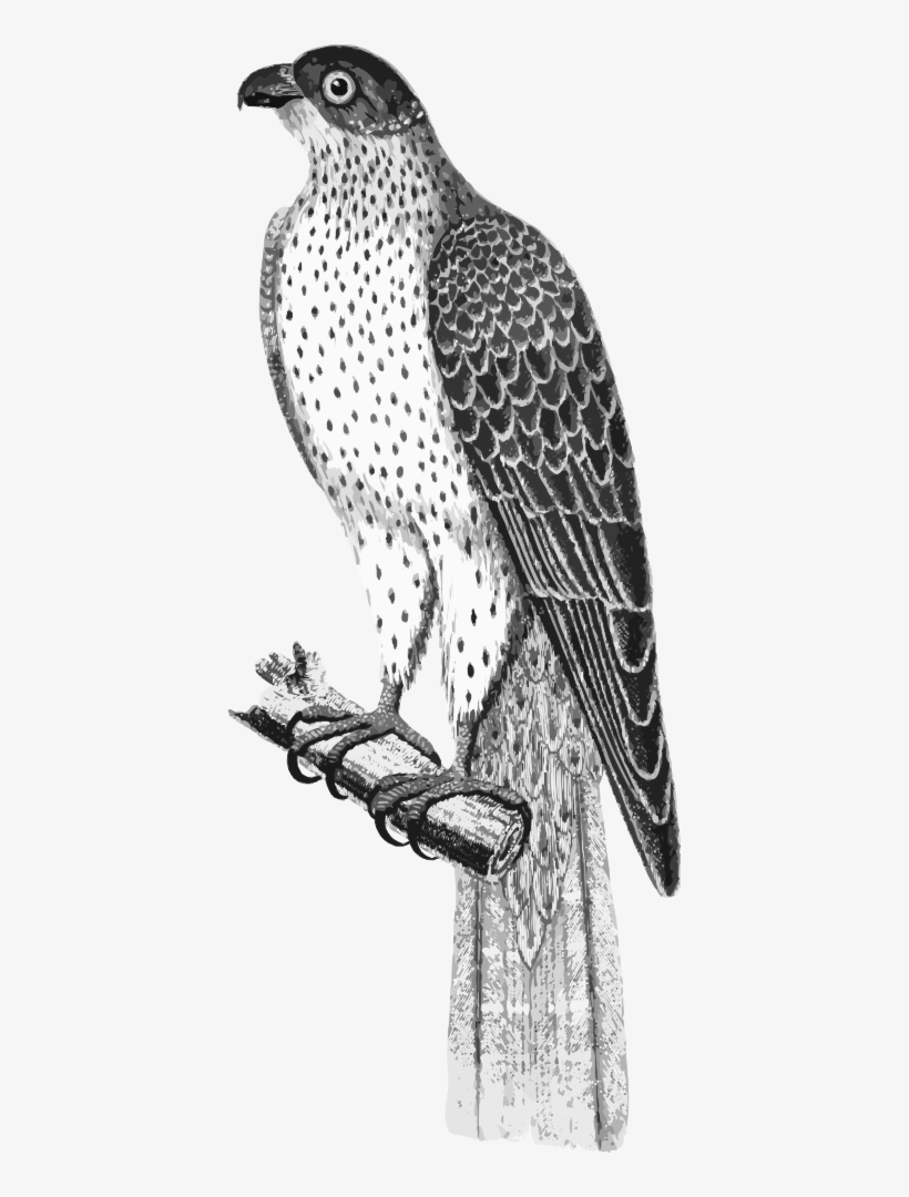 Falco Umbrinus - Red-tailed Hawk, transparent png #8628537