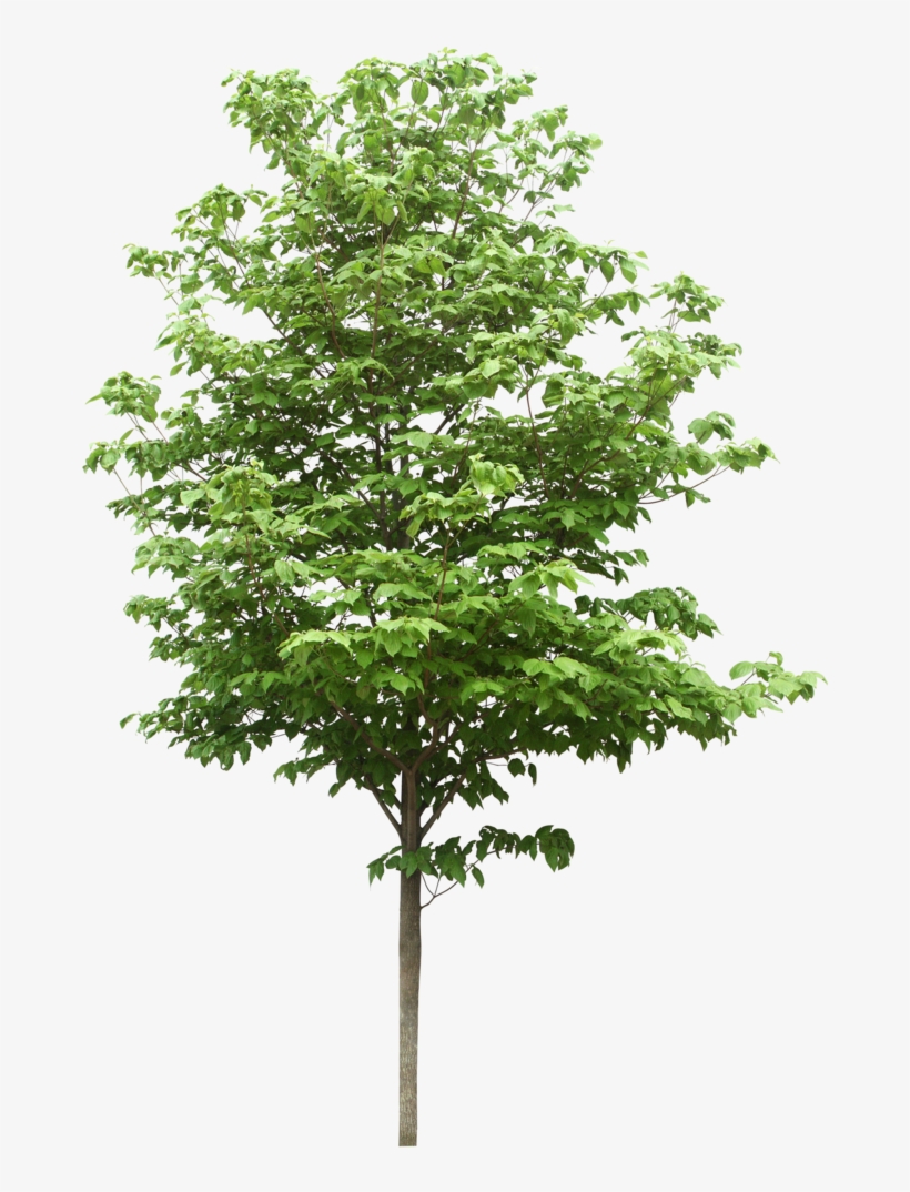 Sdn Trees Scientific Resources Bhd Png File Hd Clipart - Free Tree, transparent png #8629627
