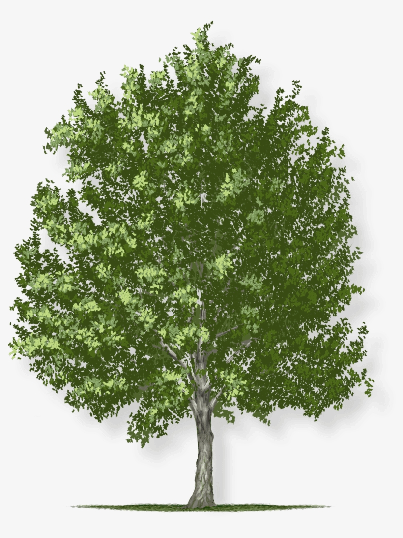 Tree Height - Single Tree, transparent png #8629714