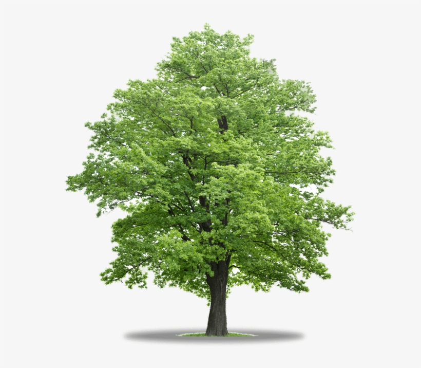 Mapple Tree Trees In Co - Cut Out Tree Png, transparent png #8629748