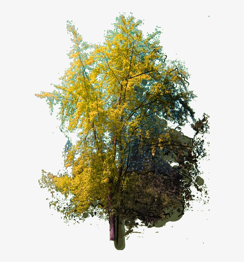 Abies Holophylla J 23 Jan 2019 - American Aspen, transparent png #8629821