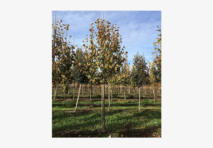 Deciduous Trees - River Birch, transparent png #8630167
