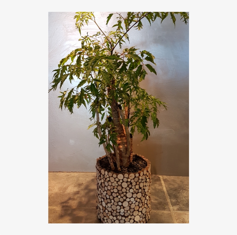 Pl-01 - Houseplant, transparent png #8630200