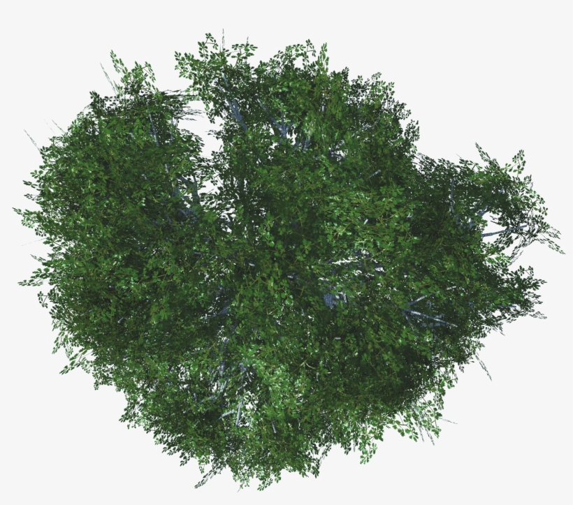 Whiteoak 1 4e, transparent png #8630248