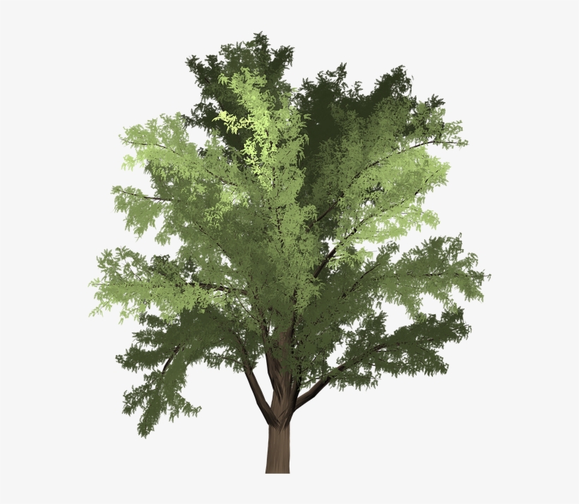 Robinia, Tree, Green, Summer, Outdoor, Nature, Natural - Robinia Png, transparent png #8630290