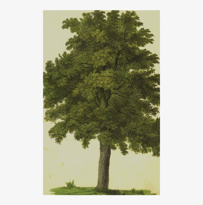 Mexican Pinyon, transparent png #8630328