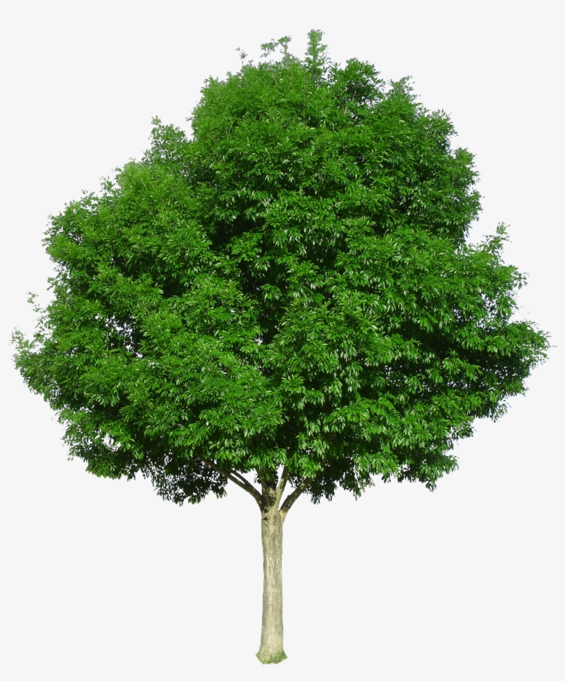 Berrinda Ash - Tree With White Background, transparent png #8630398