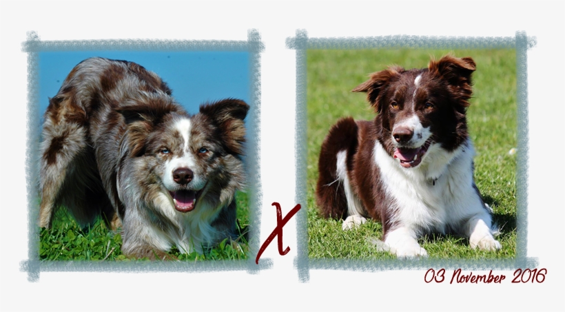 Contact - Australian Collie, transparent png #8630868