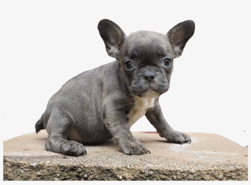 Toy Bulldog, transparent png #8631694