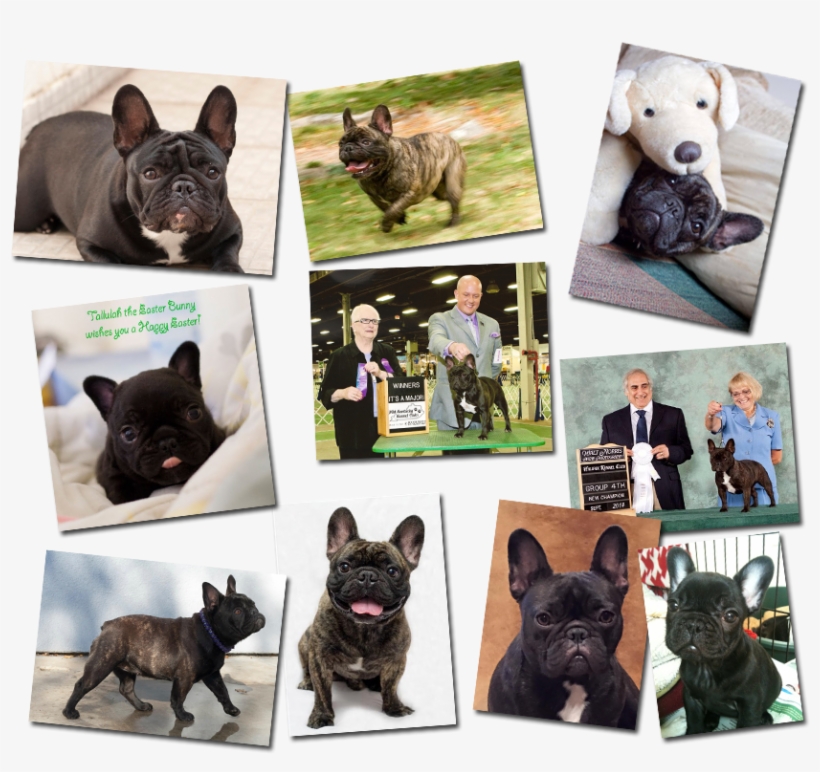 French Bulldog Pictures - French Bulldog, transparent png #8632116