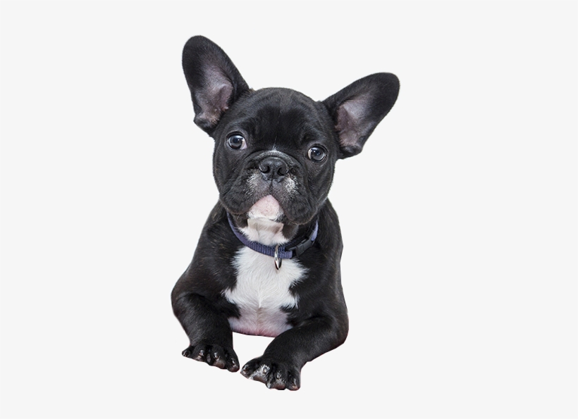 In Fact They Were That Rare That There Were Only A - French Bulldogs Valentines Day, transparent png #8632205