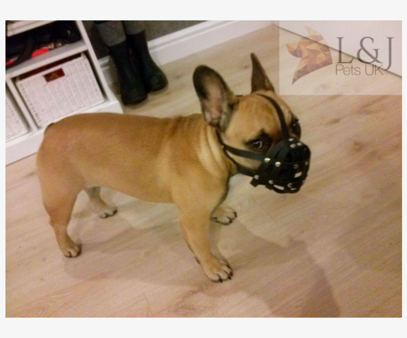 Light Leather Dog Muzzle For French Bulldog "frenchies" - French Bulldog, transparent png #8632305