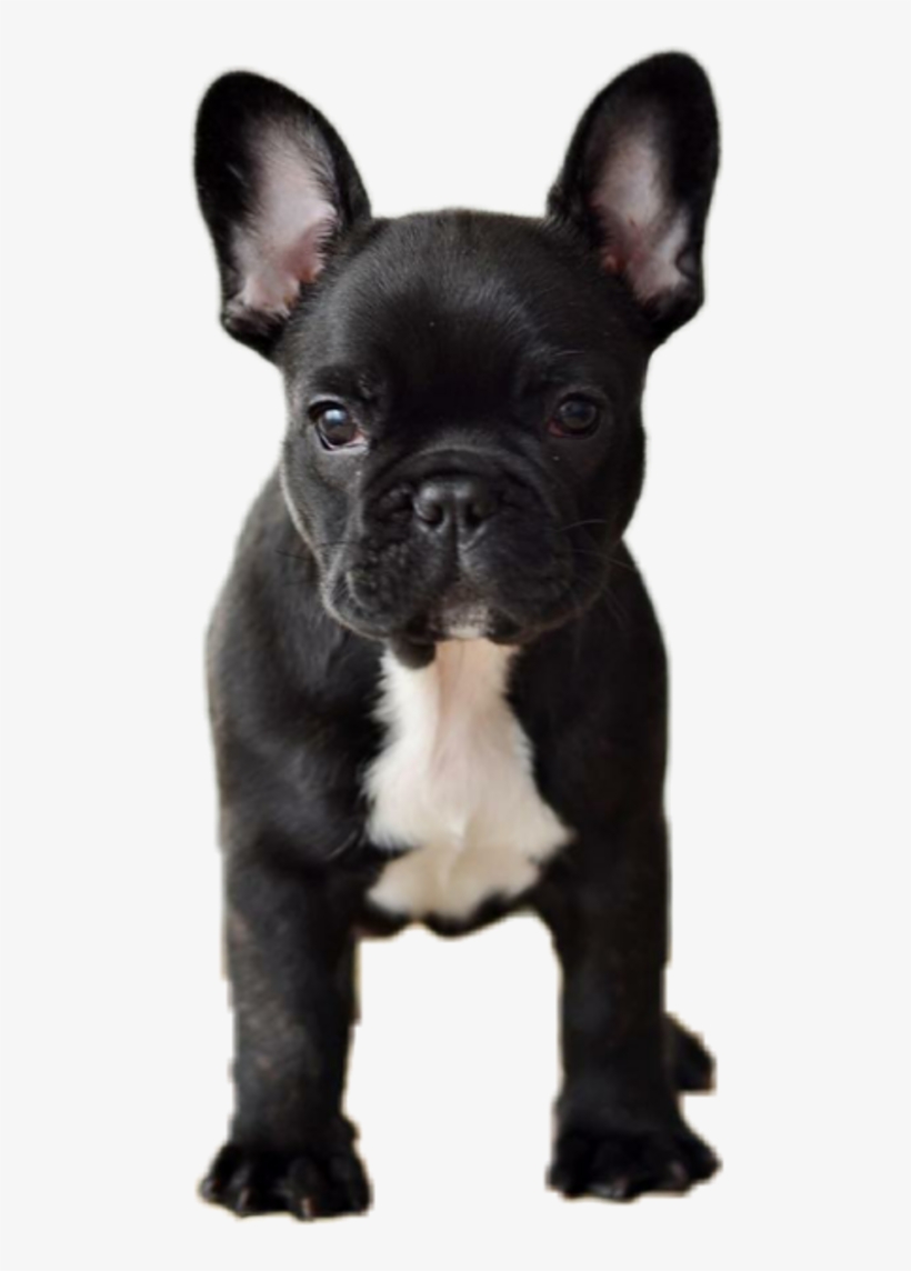 Dog Animals Pets Frenchie Frenchy Frenchbulldog Bulldog - Cute Black French Bulldog, transparent png #8632492