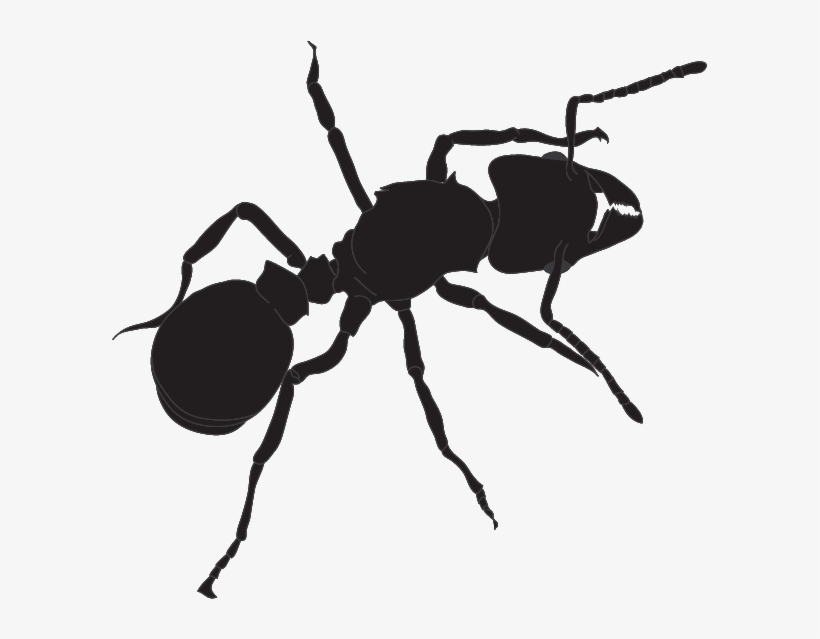 595 X 559 1 - Ant, transparent png #8632874