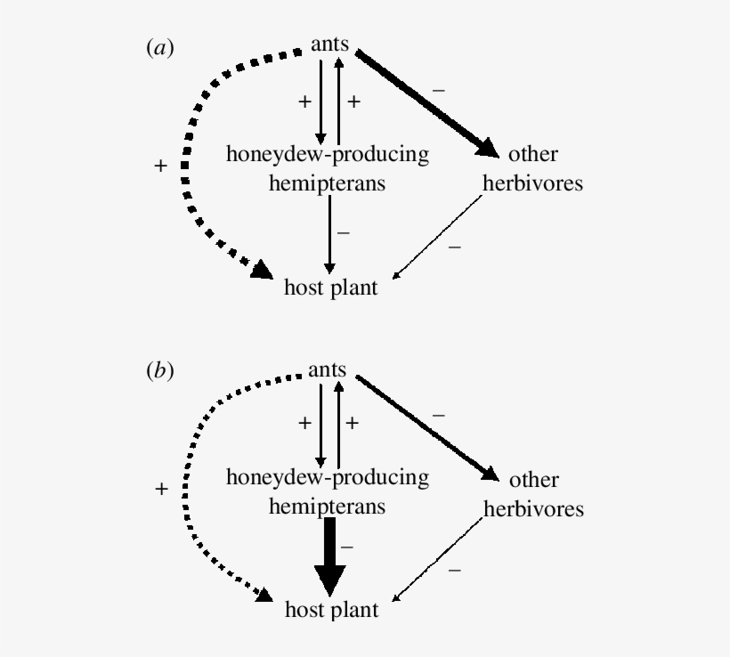 Potential Consequences Of The Interactions Between - Diagram, transparent png #8632972
