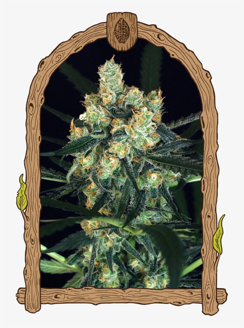 Exotic Seed - Amnesia Nr - - Herz Og Weed, transparent png #8636875