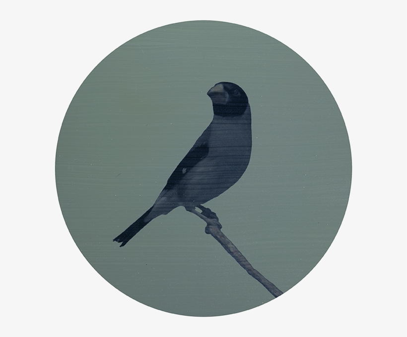 Raven Silhouette Png, transparent png #8637003