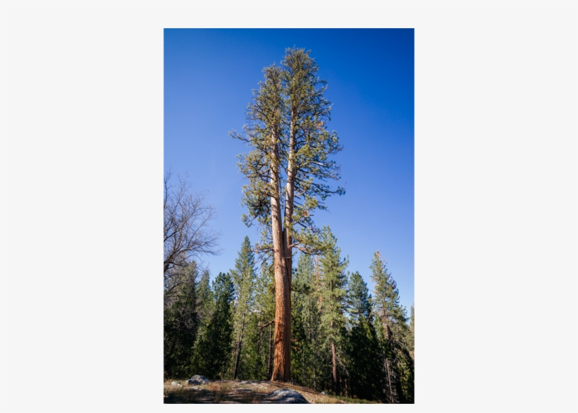 Sequoias, Hugged By The Road - Redwood, transparent png #8637601