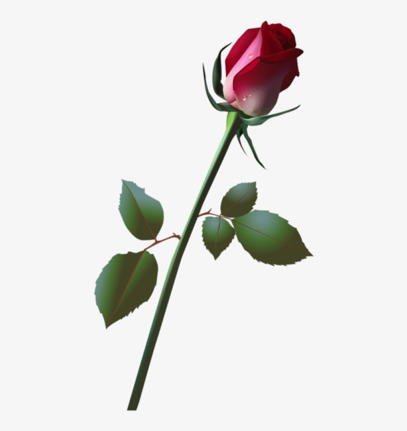 Free Png Beautiful Rose Bud Png Images Transparent - Rose Illustration Bud, transparent png #8637892