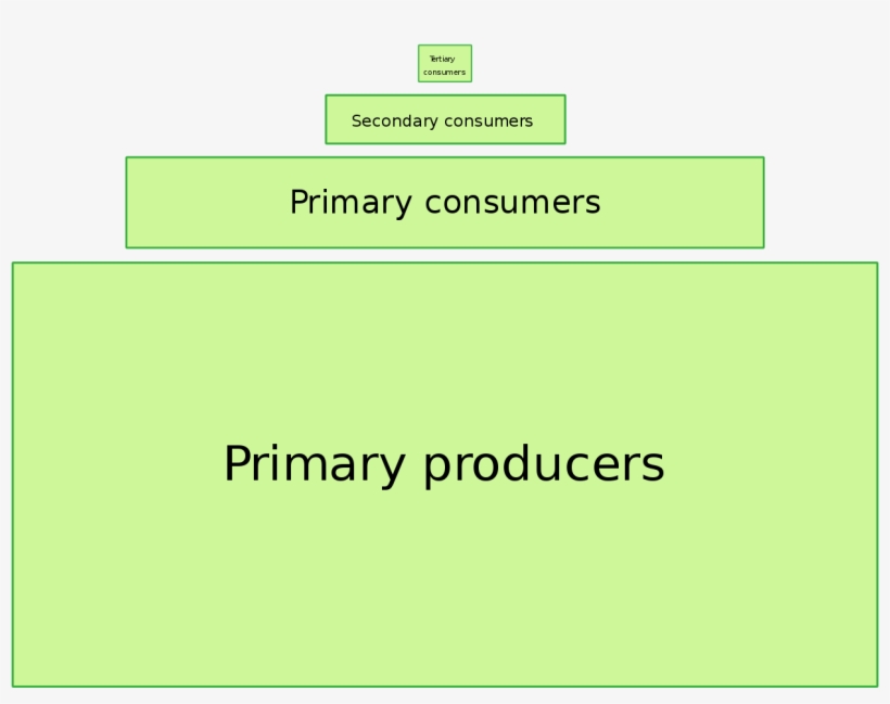 File - Ecological Pyramid - Svg - Ecological Pyramid, transparent png #8638575