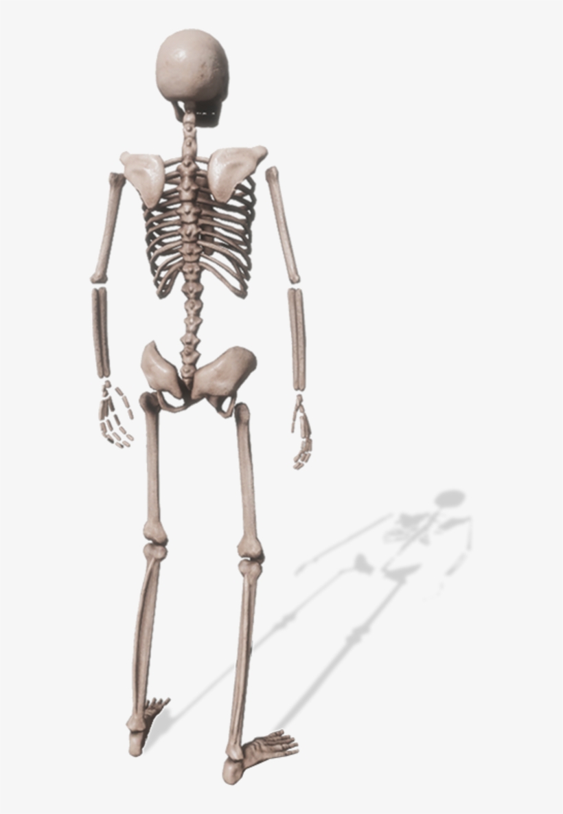 Skeleton, transparent png #8639928