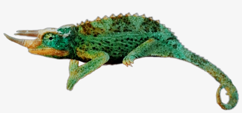 Reptile Sticker - Gacelaweb, transparent png #8641398