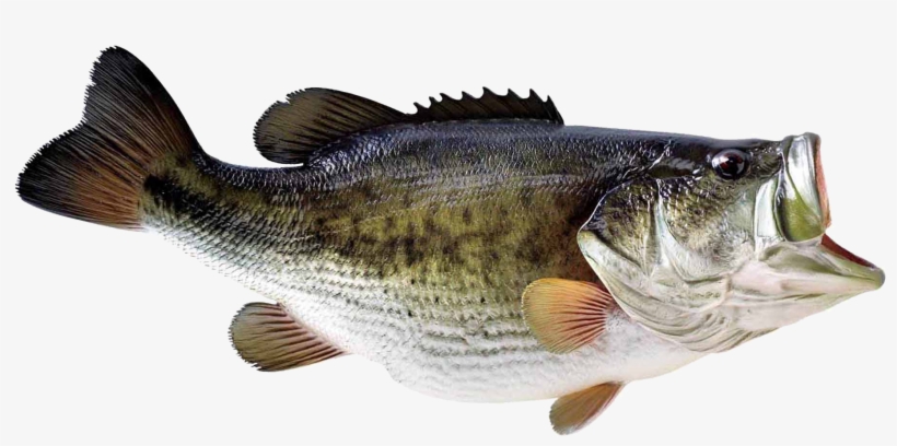 Largemouth Bass Transparent Background, transparent png #8641860