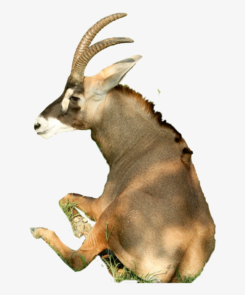 1000 X 1000 6 - Goat Sitting Png, transparent png #8642800