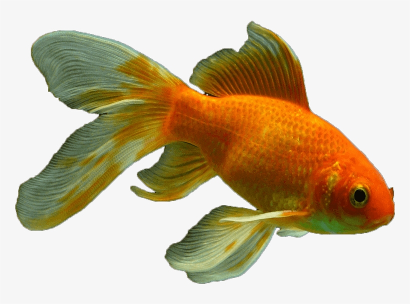 Veiltail Fish Png Transparent - Goldfish, transparent png #8645600