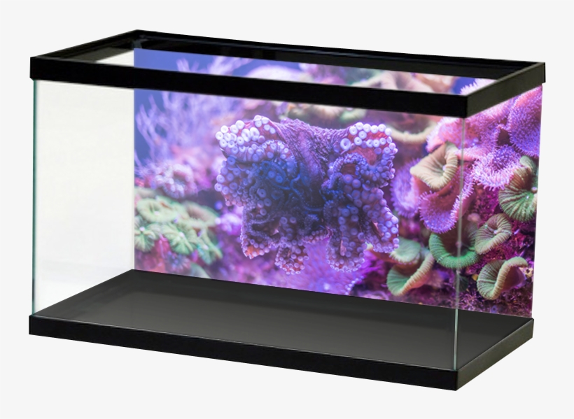 Salt Macrosoftcoral2, transparent png #8645705