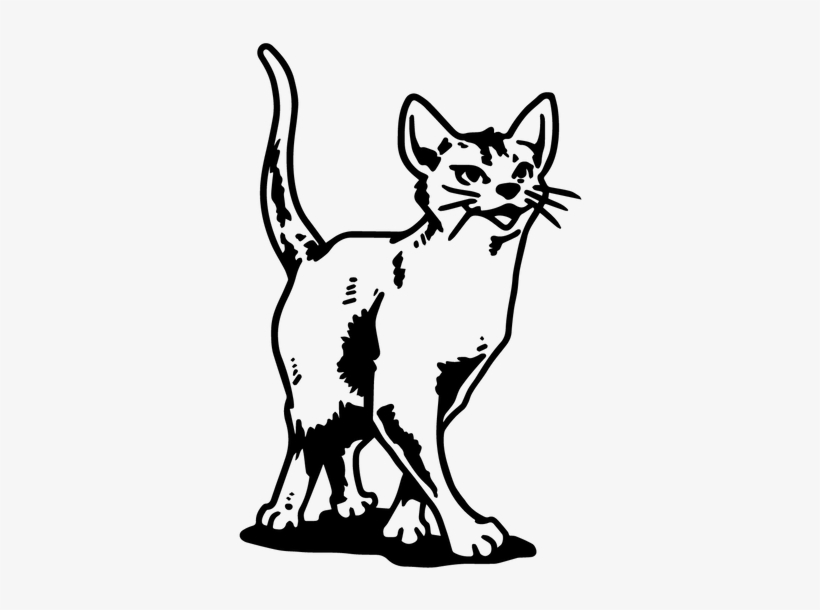 Wandtattoo Abessinier Stolz Katze Kätzchen Pfoten Tiere - Asian, transparent png #8646339