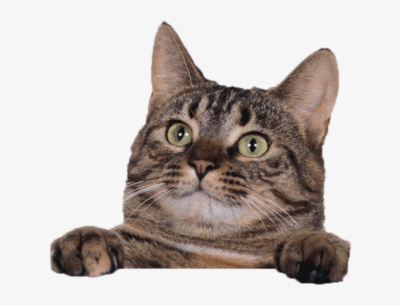 Cat Cute Template Ppt, transparent png #8646383