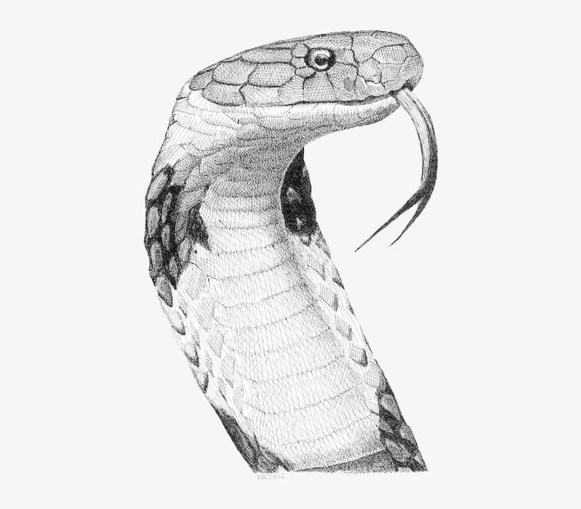 King Cobra Drawings - King Cobra, transparent png #8647587