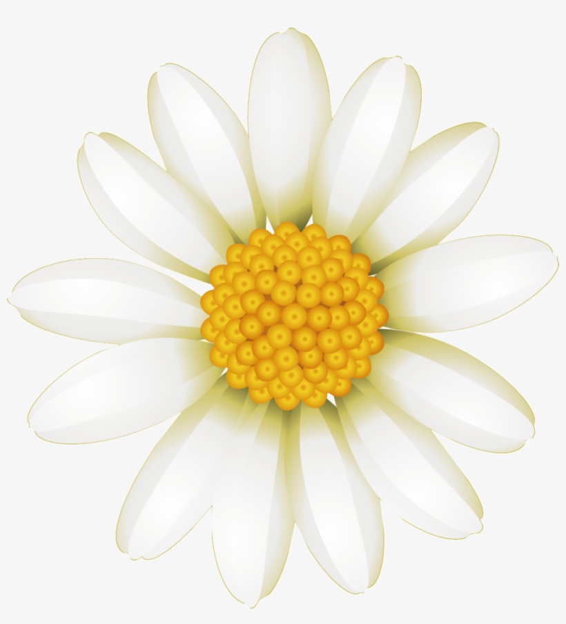 Fresh White Hand Drawn Chrysanthemum Decorative Elements - Marguerite Daisy, transparent png #8647672
