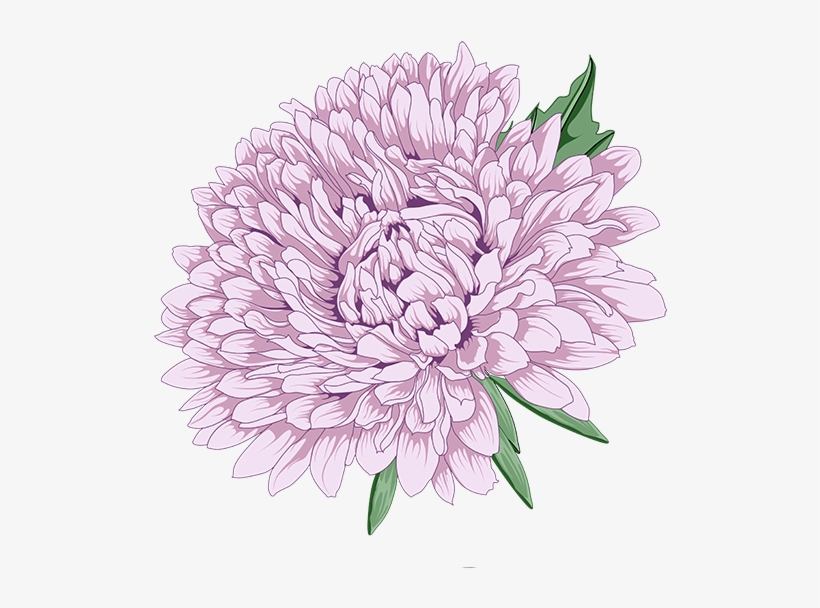 Chrysanthemum Clipart Vector - Peony Chrysanthemum, transparent png #8647859