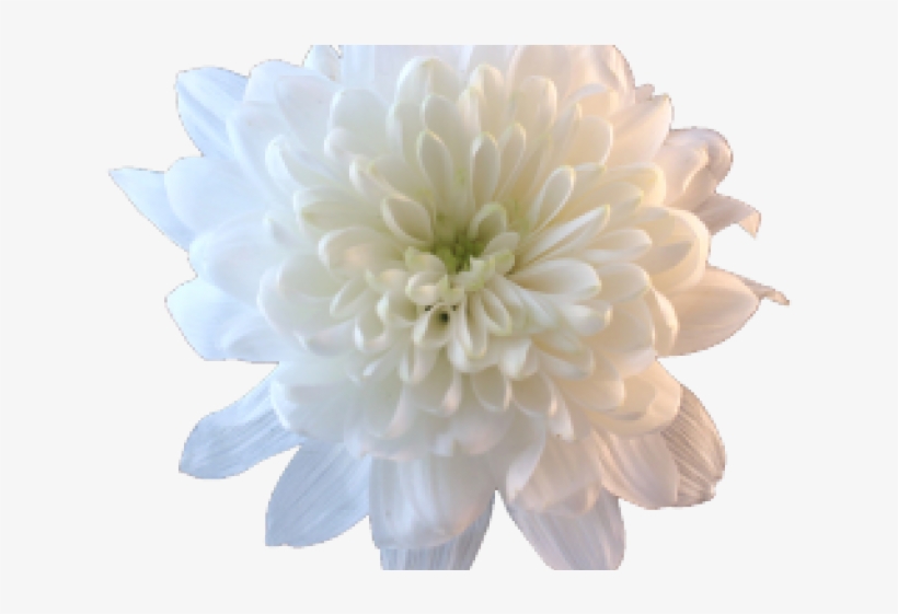 Chrysanthemum Clipart Transparent - Aesthetic White Flower Png, transparent png #8648028