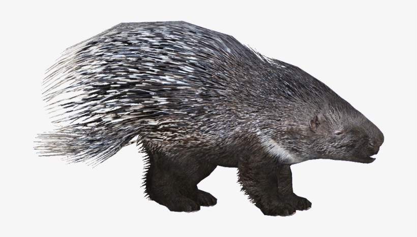European Porcupine - Zoo Tycoon 2 Porcupine, transparent png #8648815