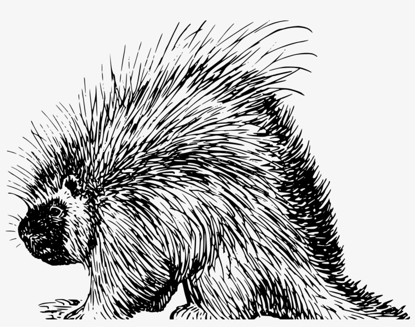 Libertarian Porcupine 4 Clipartist - New World Porcupine, transparent png #8649323