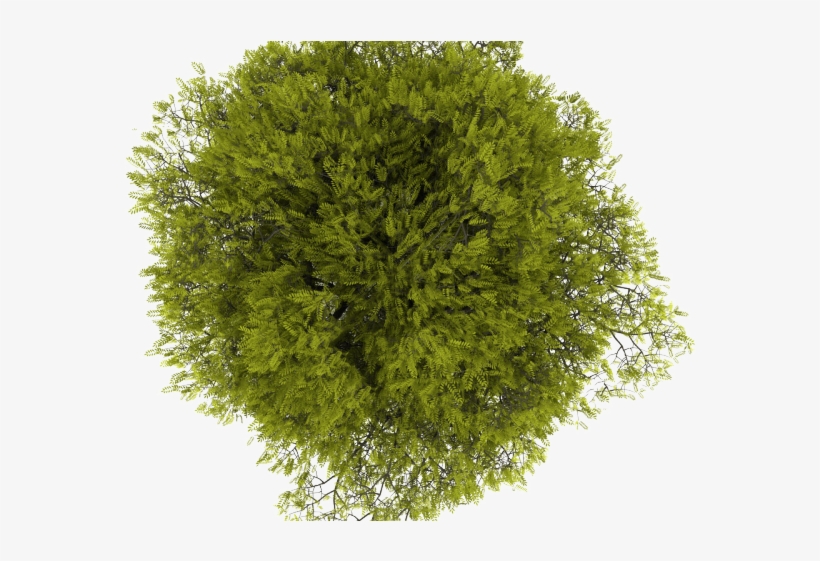 Tree Png Transparent Images - Plant Png Top View, transparent png #8653826