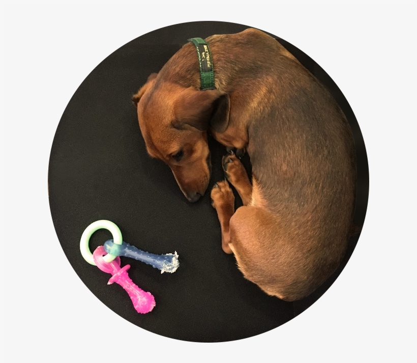 Hyunalee2 - Companion Dog, transparent png #8653876