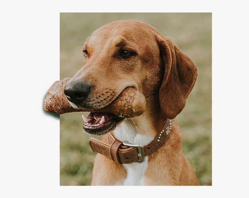 Dogs Love Goodwood - Harrier, transparent png #8657018