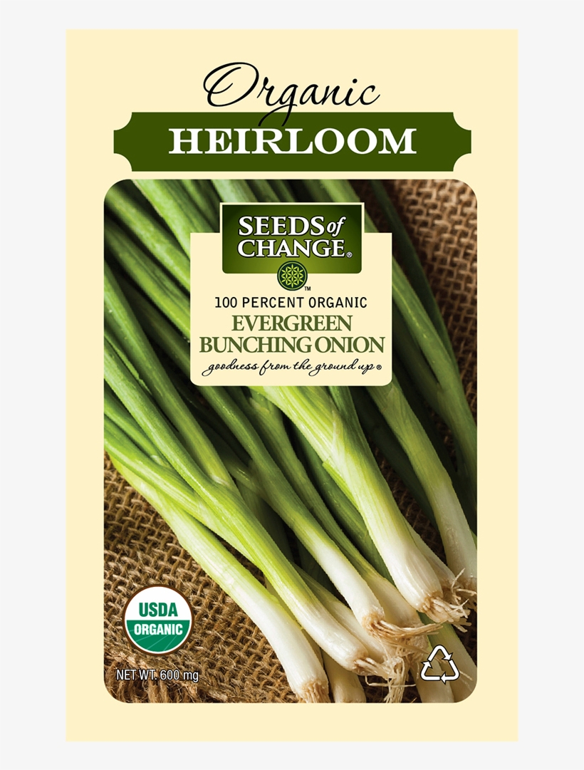 Organic Evergreen Bunching Onion Seeds - Seeds Of Change Certified Organic, transparent png #8657911