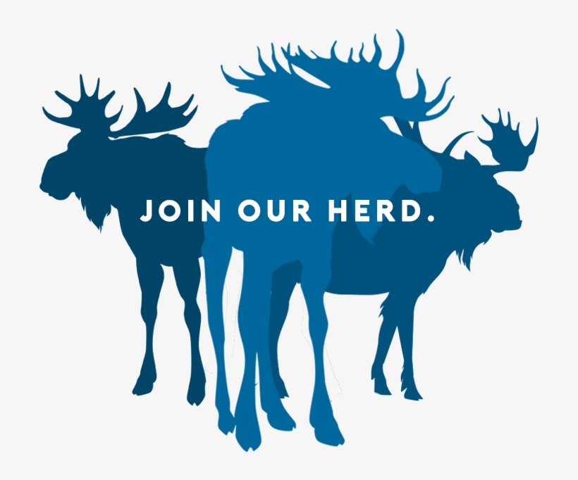 Blue Moose Is A Direct Marketing Agency That Offers - Elch Schablone, transparent png #8659760