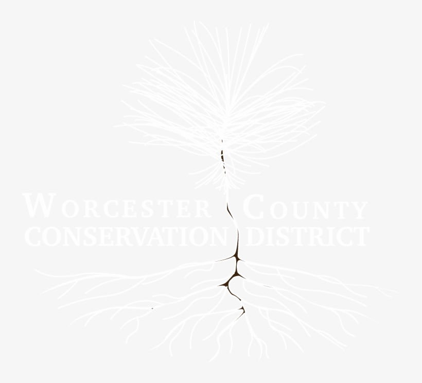 Buy Seedlings - Illustration, transparent png #8660895