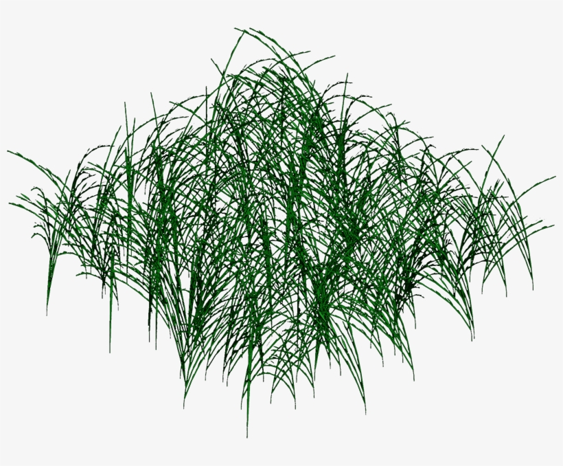 Longgrass1 Dgw - Grass, transparent png #8665484